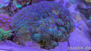 Euphyllia Paradivisa bicolor Korallenableger Meerwasser Bild 2