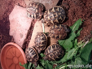 Griechische Landschildkröten  NZ 2024  THB