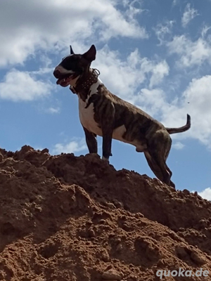 Top Mini Bullterrier als Deckrüde