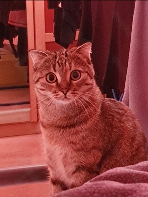 BKH  süße Katzen