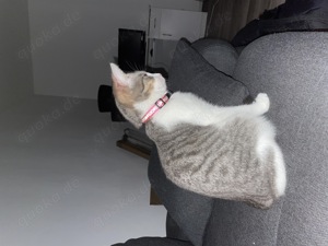 2 Katzen Zwillinge