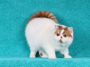 Kater exotic shorthair, exotisch Kurzhaar 