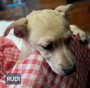 Welpe Rudi sucht ein Zuhause