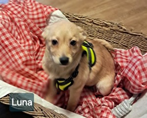 Welpenmädchen Luna sucht ein Zuhause