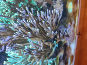 Koralle Meerwasser Montipora, Keniabäumchen