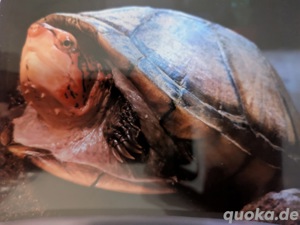 Wasserschildkröte 