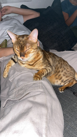 Liebe Bengal Katze 