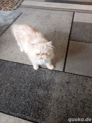 Wir bieten unseren lieben Perserkater zum Verkauf an. Er ist sehr ruhig, sauber und freundlich.