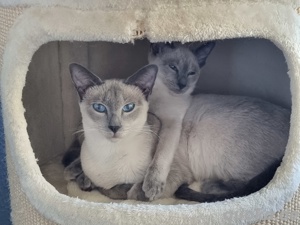 Reinrassige Thai-Katzen mit Stammbaum