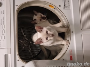 Reinrassige Thai-Katzen mit Stammbaum