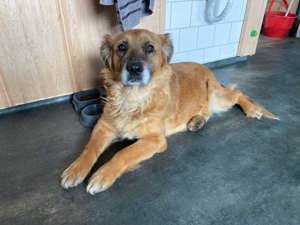 Piros, eine betagte Hundedame