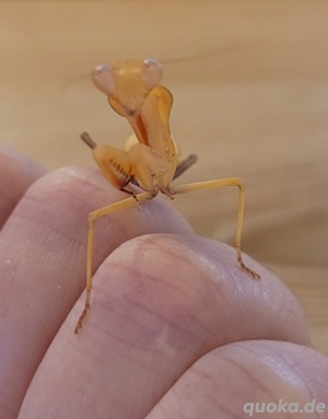  Gottesanbeterin, Rhombodera kirby, Papua Schildmantis, Riesenmantis