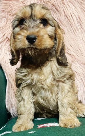 Schöner Cockapoo Hündin