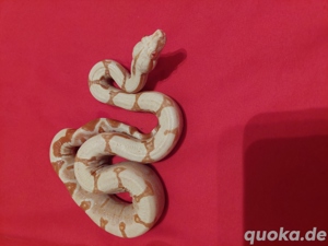 boa constrictor imperator sharp super sunglows 1.0