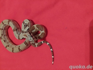 boa constrictor imperator super hypo het sharp sunglow 0.1