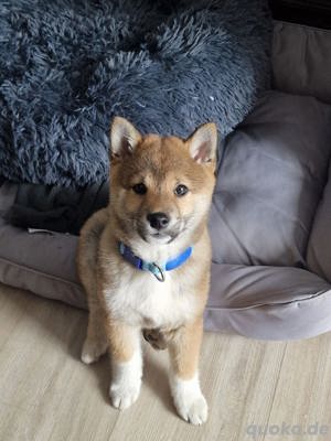 shiba inu