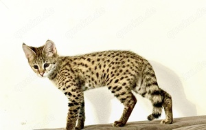 Savannah F1 HP kitten