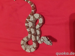 boa constrictor imperator super hypo het sharp sunglow 0.1
