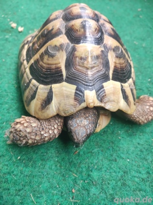 Griechische Landschildkröte 