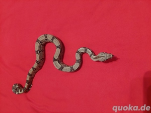 boa constrictor imperator Nominat 100%het sharp albino 0.1
