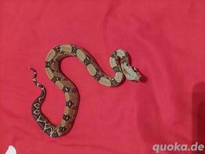 boa constrictor imperator VPI het 50%blood  1.0