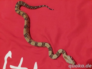 boa constrictor imperator VPI het 50%blood  1.0 Bild 5