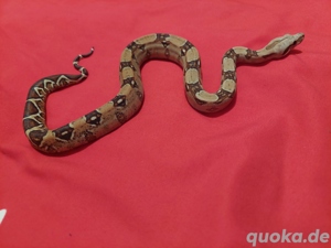 boa constrictor imperator VPI het 50%blood  1.0 Bild 3