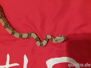 boa constrictor imperator VPI het 50%blood  1.0 Bild 4