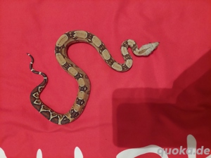 boa constrictor imperator VPI het 50%blood  1.0 Bild 2
