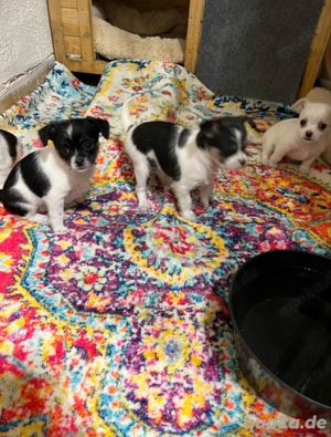 Chihuahua Malteser Welpen entwurmt und geimpft mit starter Paket