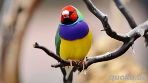 Gouldamadine