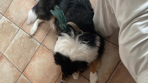 Collie, amerikanische Linie