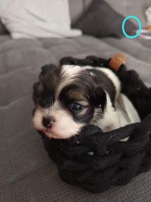 Shih Tzu Welpen 
