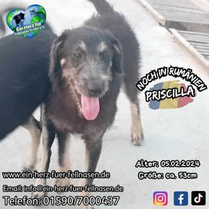 Priscilla sucht Familie für immer