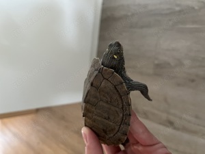 Höckerschildkröte mit Aquarium 