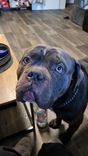 Old english bulldogge 