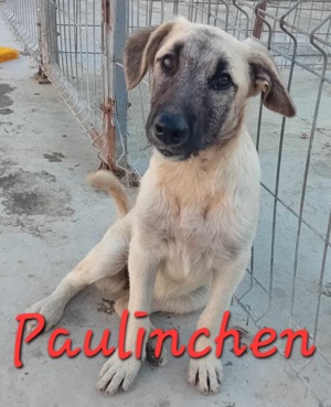 vom Welpen zur Junghündin - Paulinchen kennt leider nur das Tierheim Bild 10