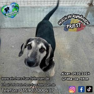 Der kleine Priest will auch ein Zuhause