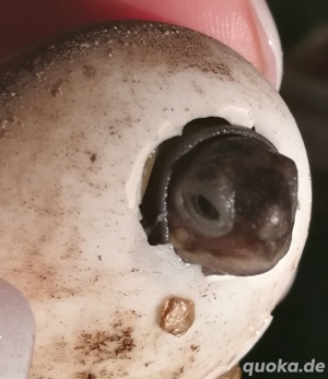Griechische Landschildkröten Nachzucht 2024