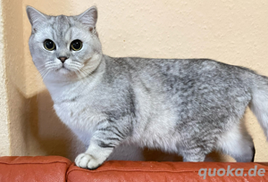 bKH Kitten silver shaded 