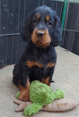 zauberhafte Gordon Setter Welpen 