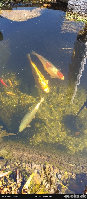 Koi Karpfen  Bild 2