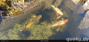 Koi Karpfen 