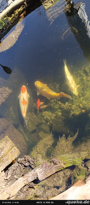 Koi Karpfen  Bild 3
