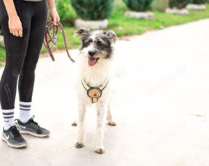 Süße Charly bereits über 2 Jahre. Sie sucht eine eigene Familie! Bild 4