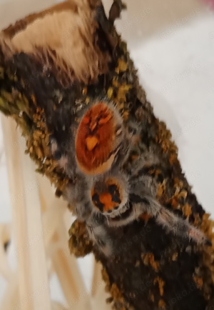 Phidippus regius everglades 