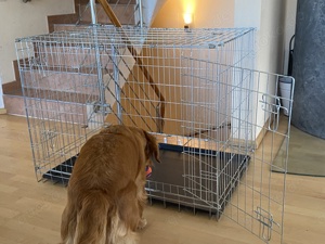 Zu verschenken: Hundebox Gitterbox klappbar