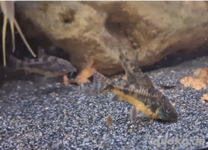 marmorierter Panzerwels Hoplisoma paleatus 