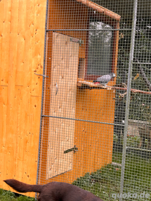 Papageien und Sittiche Bild 5