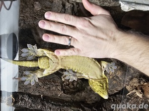 Rhacodactylus leachianus- Leachie Gecko